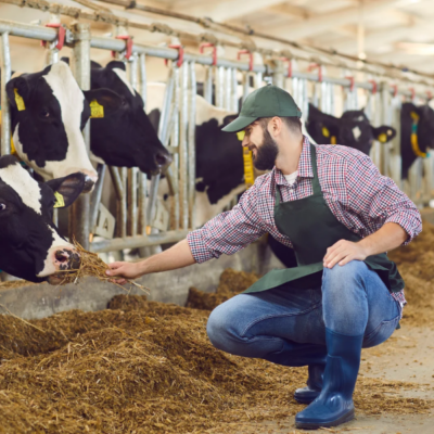 Büyükbaş Hayvancılık Belgeleri